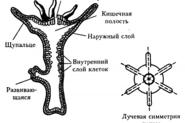 Как восстановить страницу на кракене